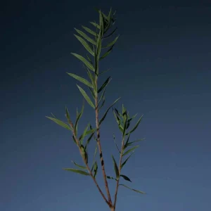 aromatica-tea-tree-purifying-shampoo-pic-1