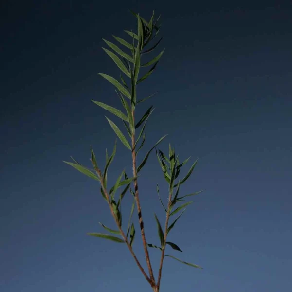 aromatica-tea-tree-purifying-shampoo-pic-1