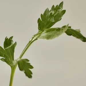 beauty-of-joseon-matte-sun-stick-mugwort-camelia-18g-pic-5
